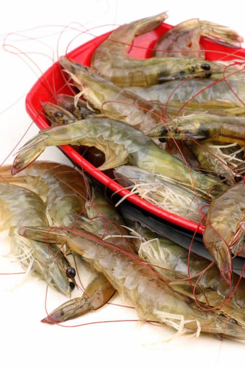 قیمت استثنایی میگو سرتیز